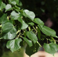 Evropská kampaň TreeTag dorazila do Česka. Přínosy stromů převede do srozumitelných dat